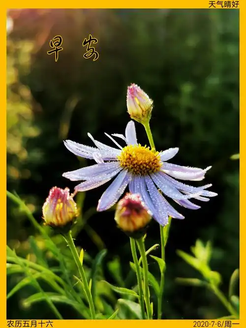 (七月早安图)
