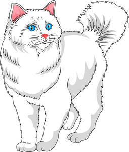 可爱白色猫咪卡通照片