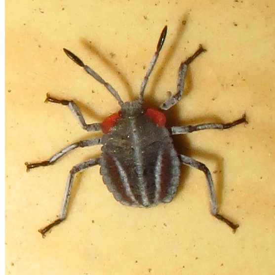 问题 按默认排序|其他1条回答  33 分钟前 v3|宠物护理师 某种蝽类的