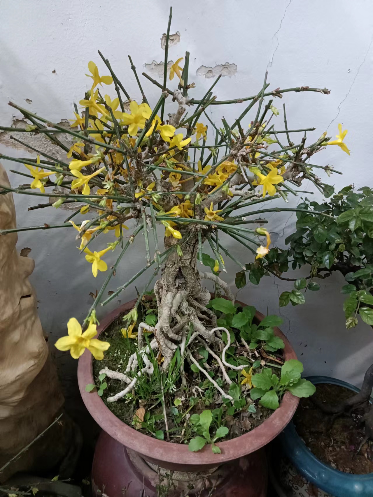 万紫千红总是春的先行者迎春花盆景