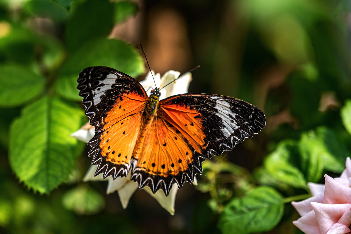 蝴蝶是一种美丽的昆虫,它们有着五彩斑斓的翅膀和优雅的飞行姿态.