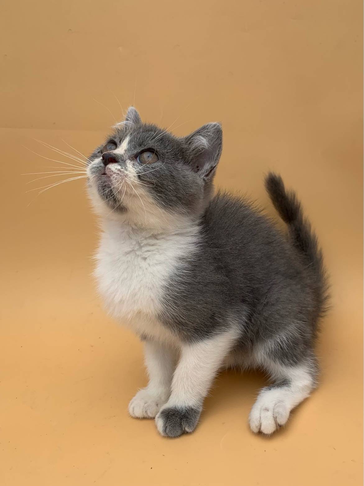 英短蓝白幼猫小偿领养先到先得