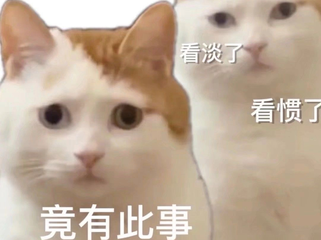 猫猫表情包