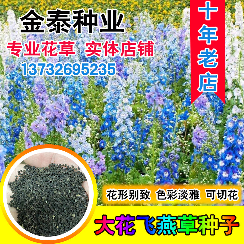 大花飞燕草种子易种四季活室外庭院秋天花花卉种子春秋种花草秋播