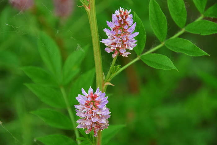 刺果花,原创拍摄