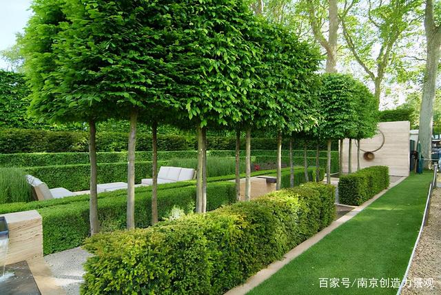 庭院设计|8种可以做围墙的植物,围上一圈,让你的院子优雅美观