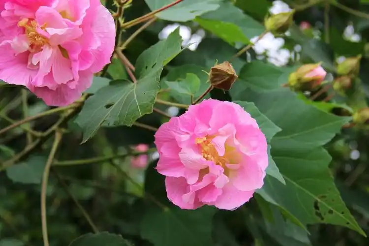 又名芙蓉花|摄影|产品摄影|渡公子 - 原创作品 - 站酷 (zcool)