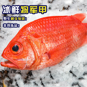 西沙海钓野生深海鱼将军甲鱼冰鲜刺身生鱼片海鲜水产红鰃鳞鱼红鱼