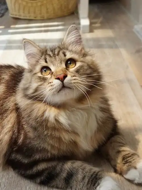 西伯利亚森林猫蜂蜜般的琥珀色眼睛