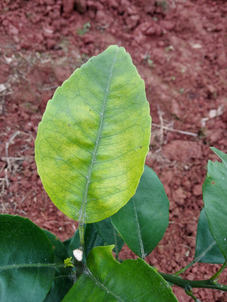 柑橘叶子黄化,什么原因呢?