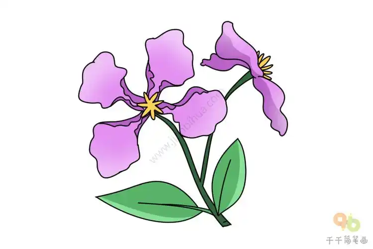 二月兰简笔画