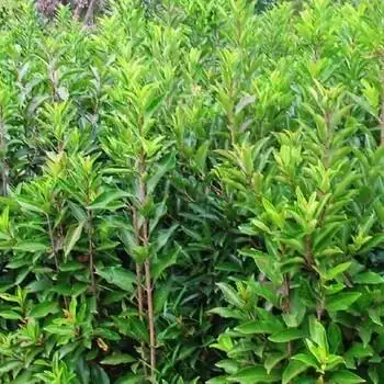 珊瑚树绿篱珊瑚树灌木常绿植物