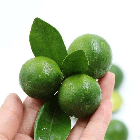 陌本鲜果产地直供 海南青金桔9月上市小青橘子酸爽多汁奶茶店鲜果