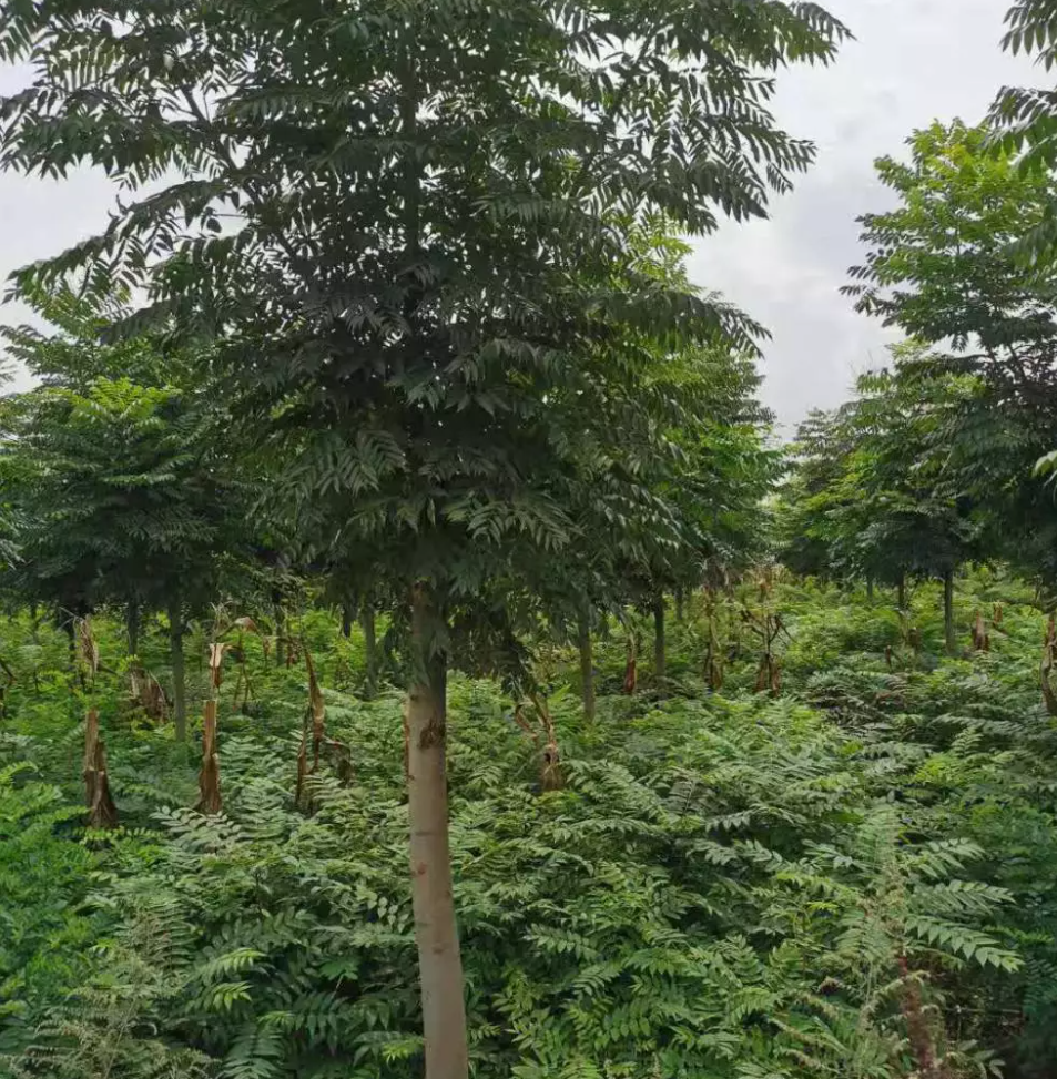 栾树树苗批发栾树小苗栾树价格基地出售