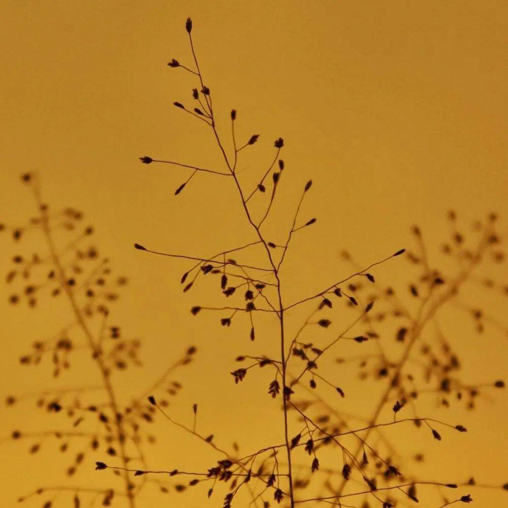 今日份秋天的朋友圈背景图