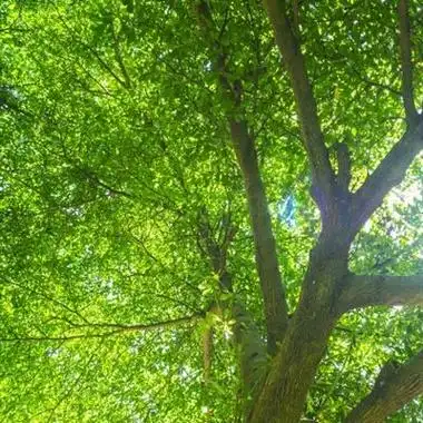 微信树阳光头像图片大全 微信头像图片大全 -【爱个性】