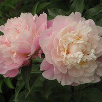 女性牡丹花微信头像【点击鼠标右键下载】