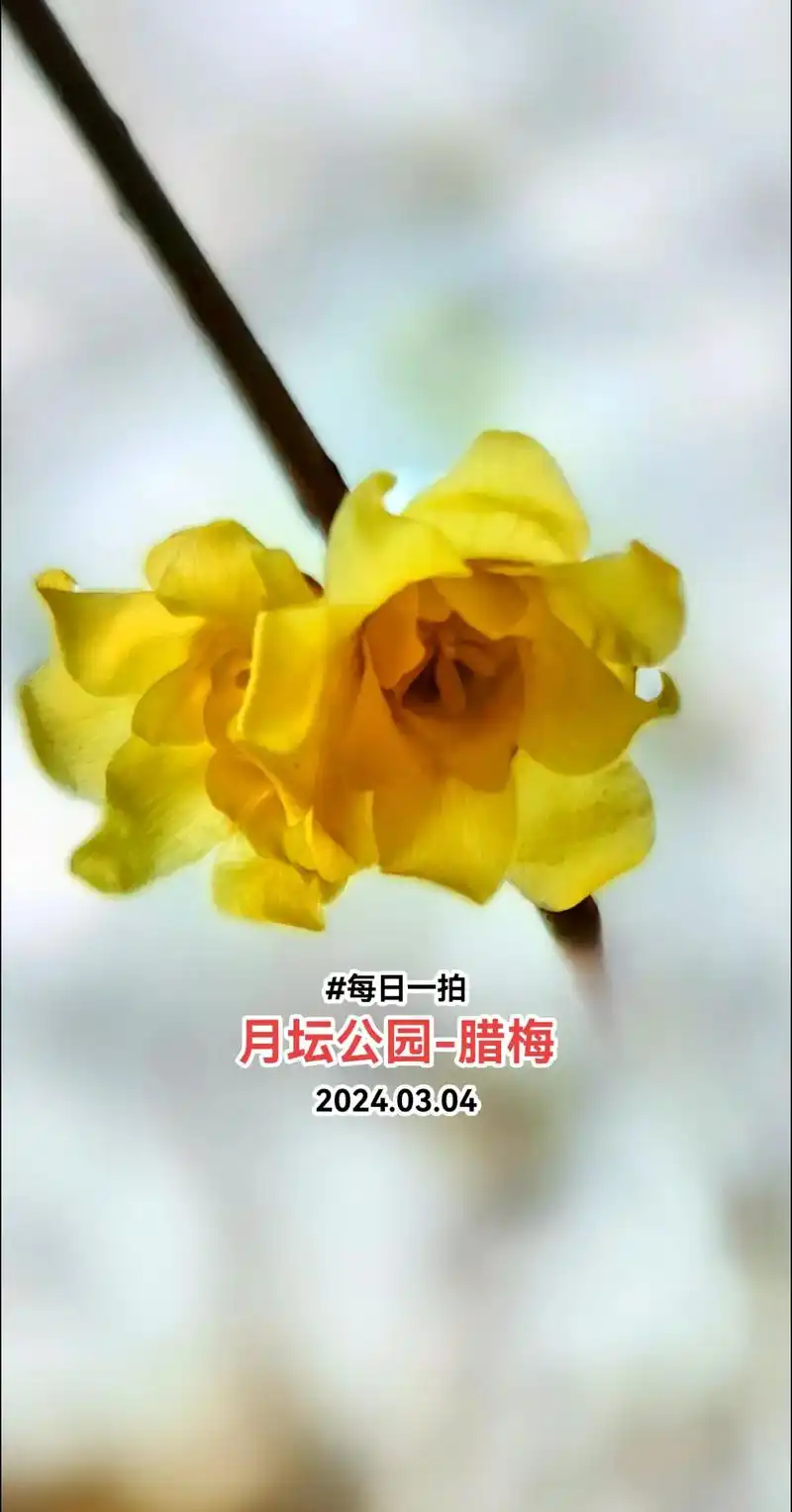 腊梅,是迎接春天最早的花了吧.