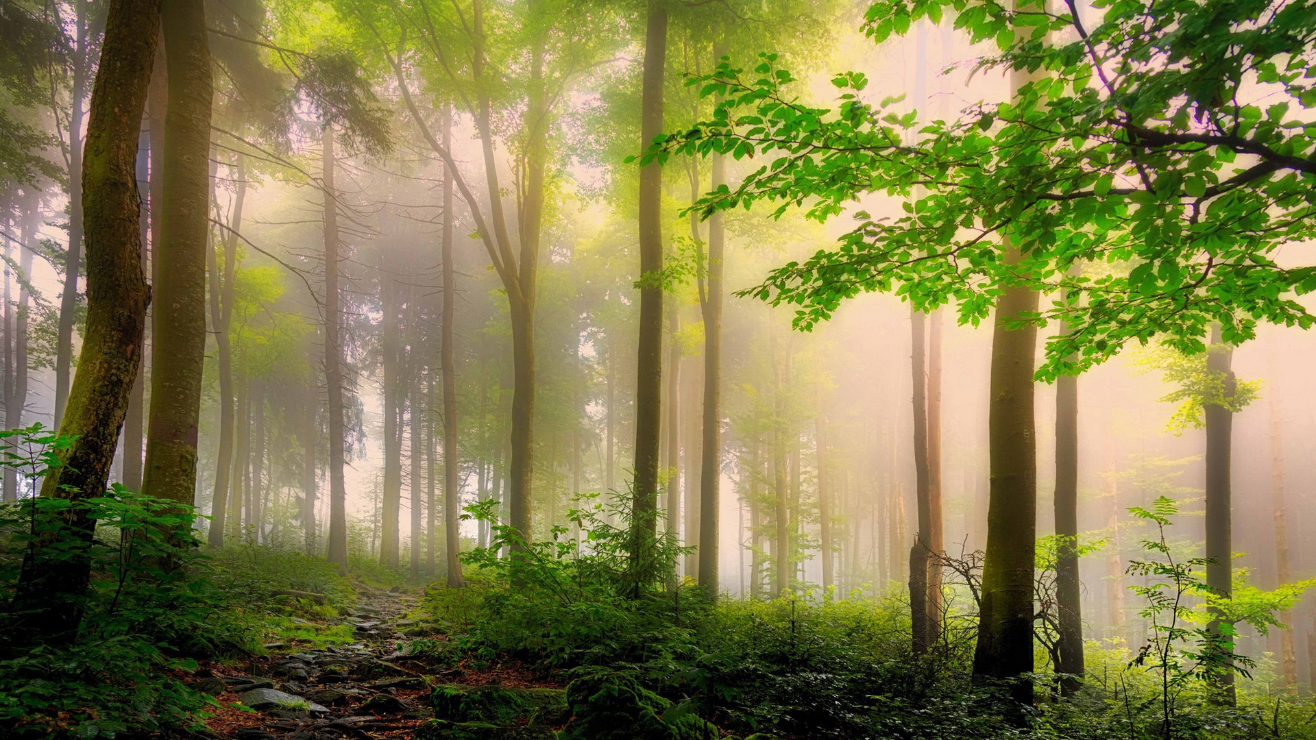 护眼壁纸【243】