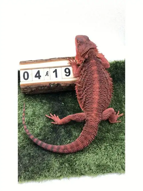 近几年国内爬虫市场越来越丰富,越来越多的朋友喜欢爬宠的魅力,鬃狮蜥