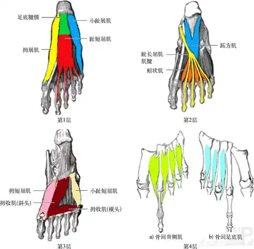 详解足底肌肉群