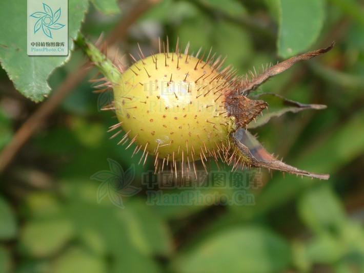 这是什么果,果子上有刺