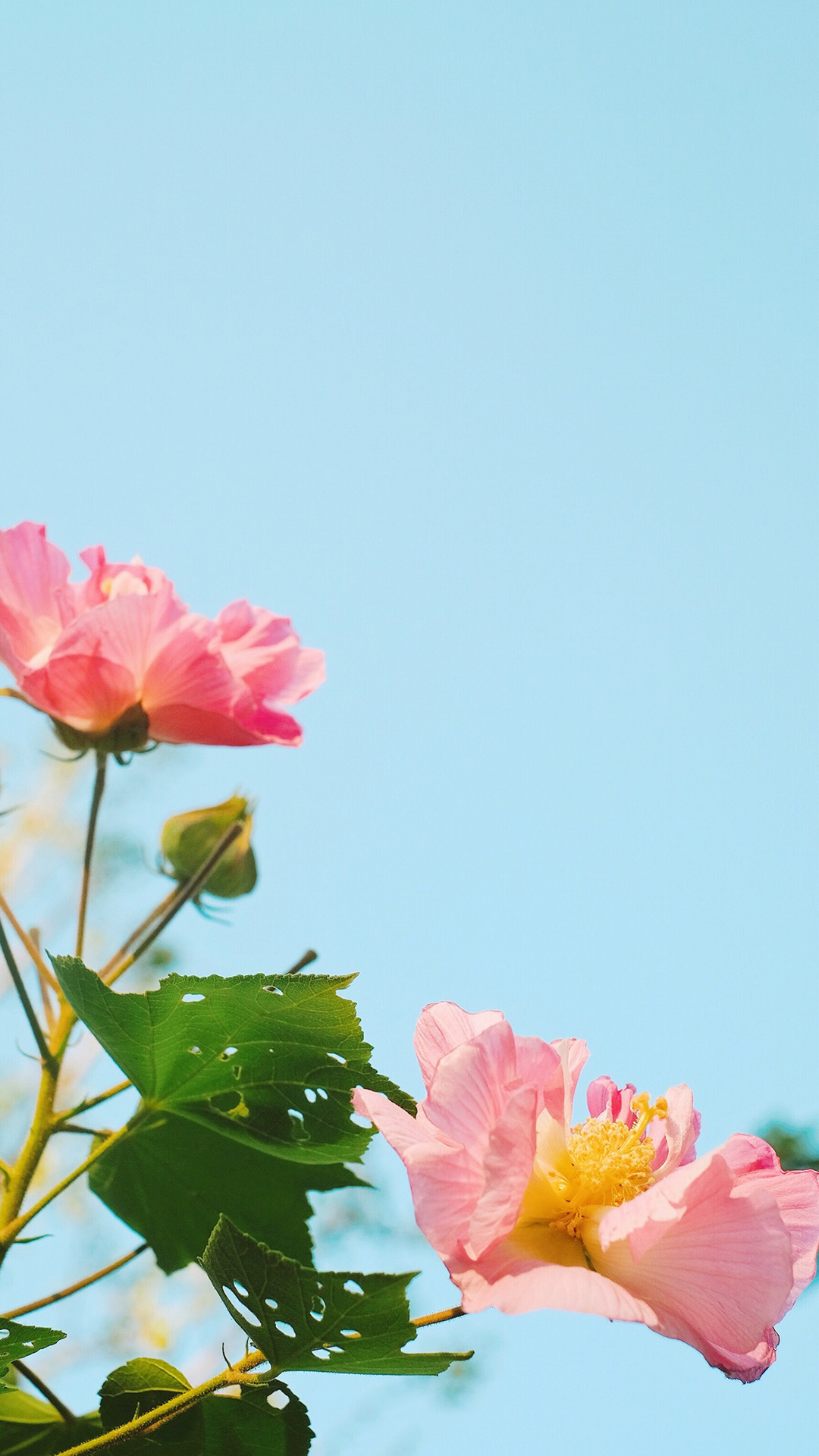 夏日小清新风景手机壁纸图片