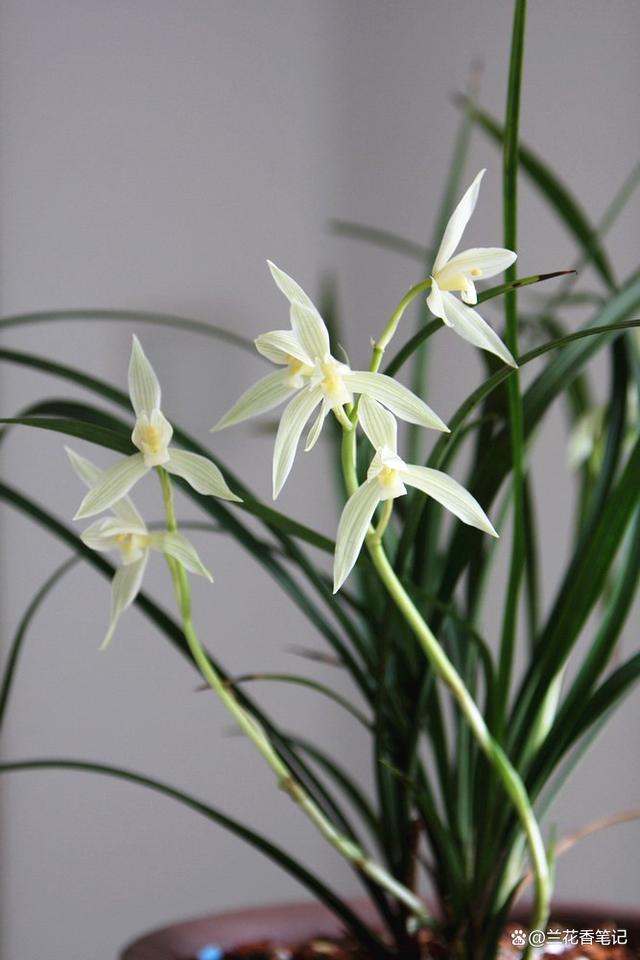 临近元旦,这种兰花必须养,花叶都美,风格特殊,可别不当一回事