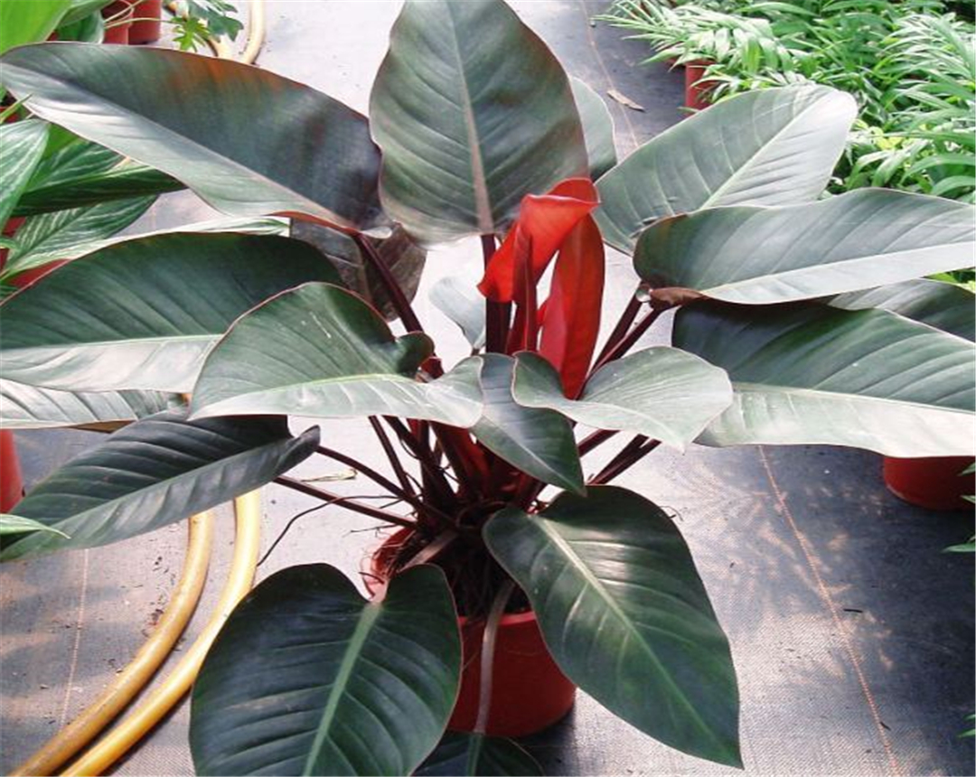 你知道金钻花的花语是什么吗?本文带你了解金钻花的花语是什么