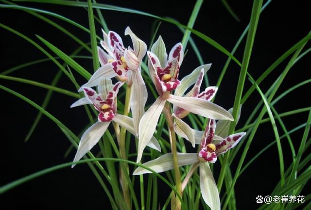 兰花,被誉为花中的佼佼者,耐寒耐热,独具匠心.