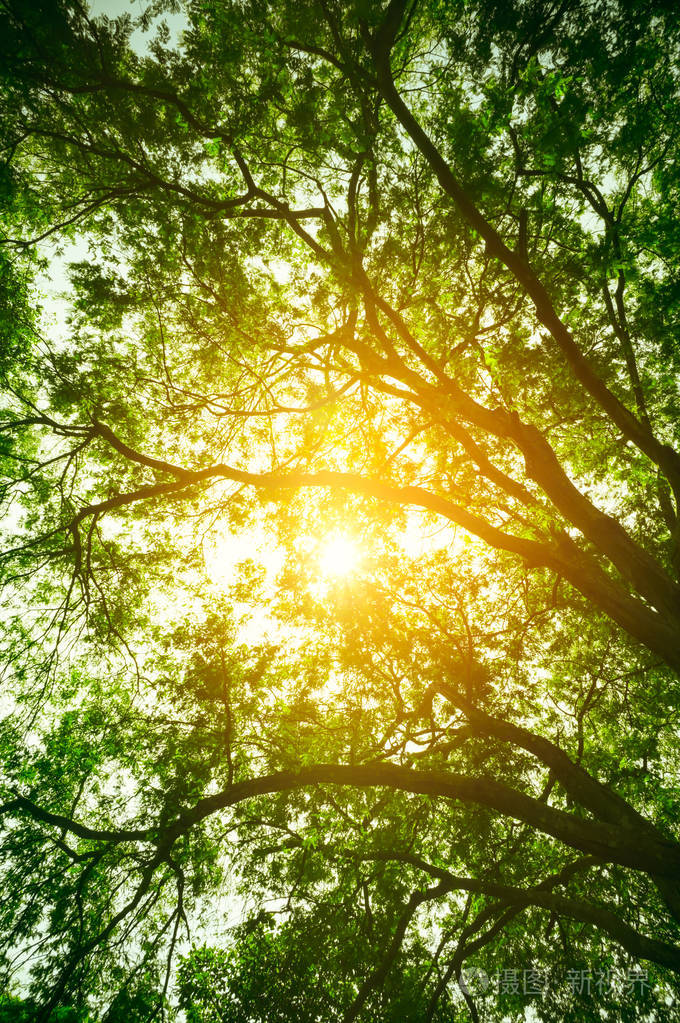 森林里美丽的大自然.宁静的背景, 白天户外阳光明媚夏日