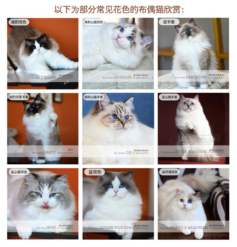 专业解读纯种布偶猫花色品相标准教你如何挑选纯种布偶猫