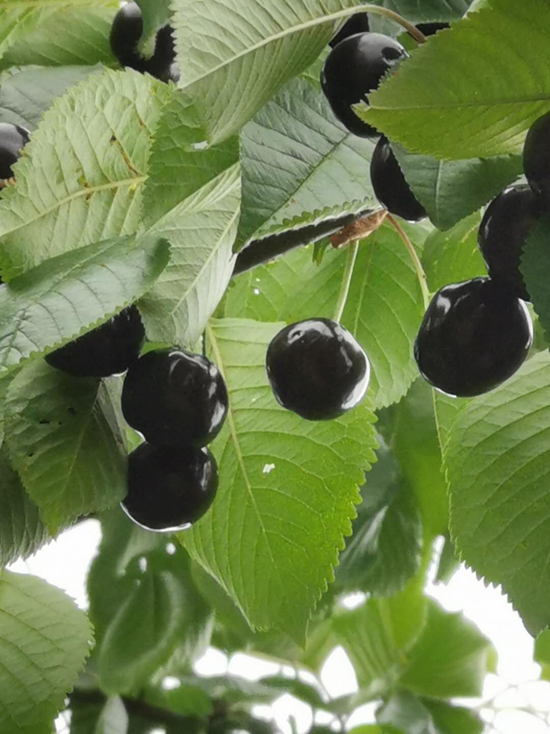 四川凉山车厘子树苗四川凉山车厘子树苗批发