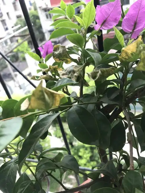 三角梅花期叶子发黄