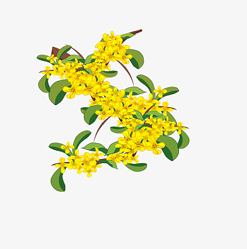 桂花小清新树木卡通风格中秋桂树元素(3072x4107)psdpng中秋节手绘