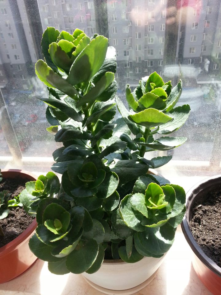 我的长寿花怎么不开花呢?自己感觉长得也可以啊,求有经验的给指导下