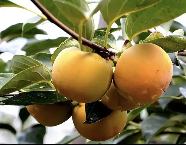 其它 秋天的果实进校园 写美篇把秋天的果实搬进校园 满目都是成熟的