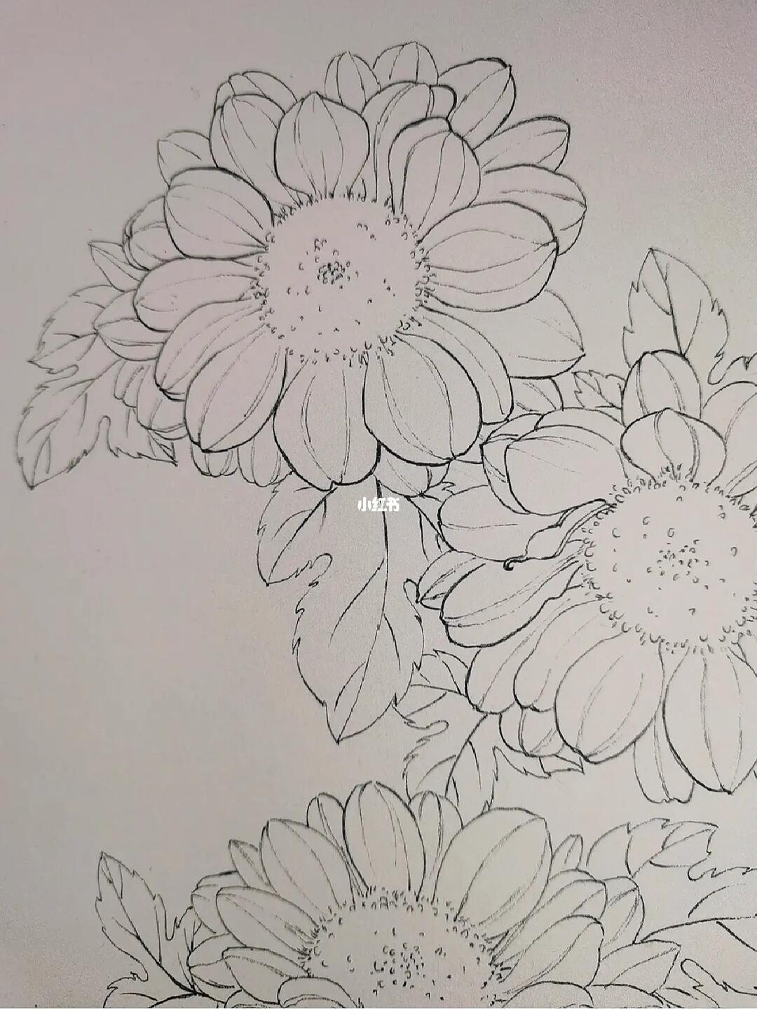 花卉线稿 #线描花卉  #黑白线描  #寻找小红书绘画大神  #雏菊