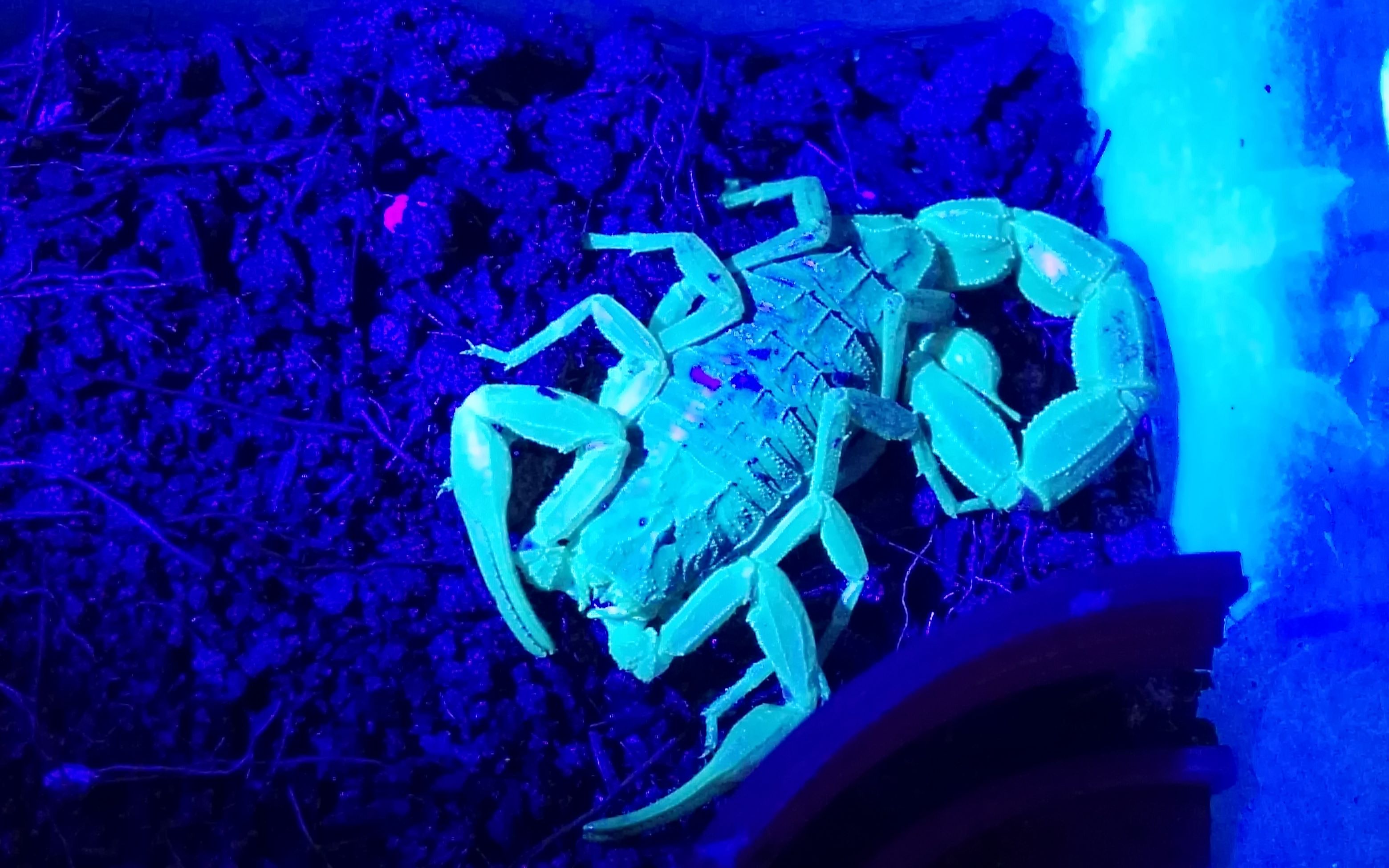 蝎子们在紫光灯下美丽的荧光