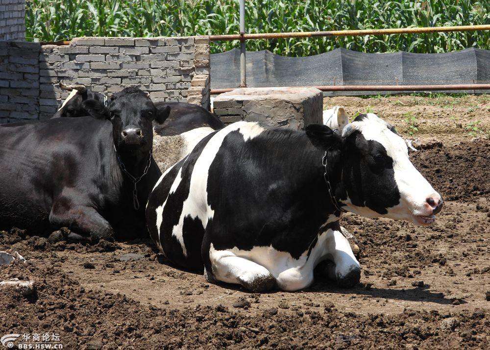 实拍农民家庭奶牛养殖场