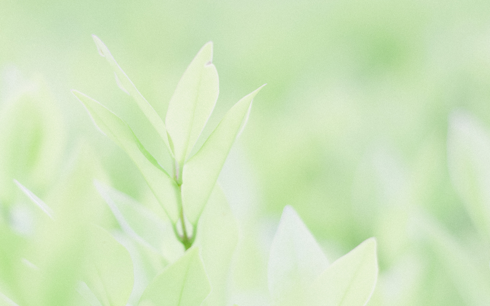 绿色小清新唯美图片电脑桌面壁纸