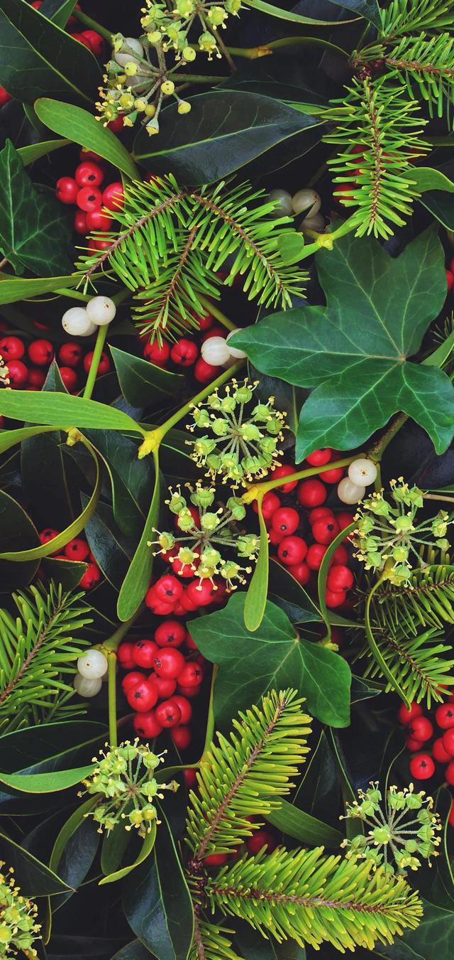 自然绿色4k护眼壁纸