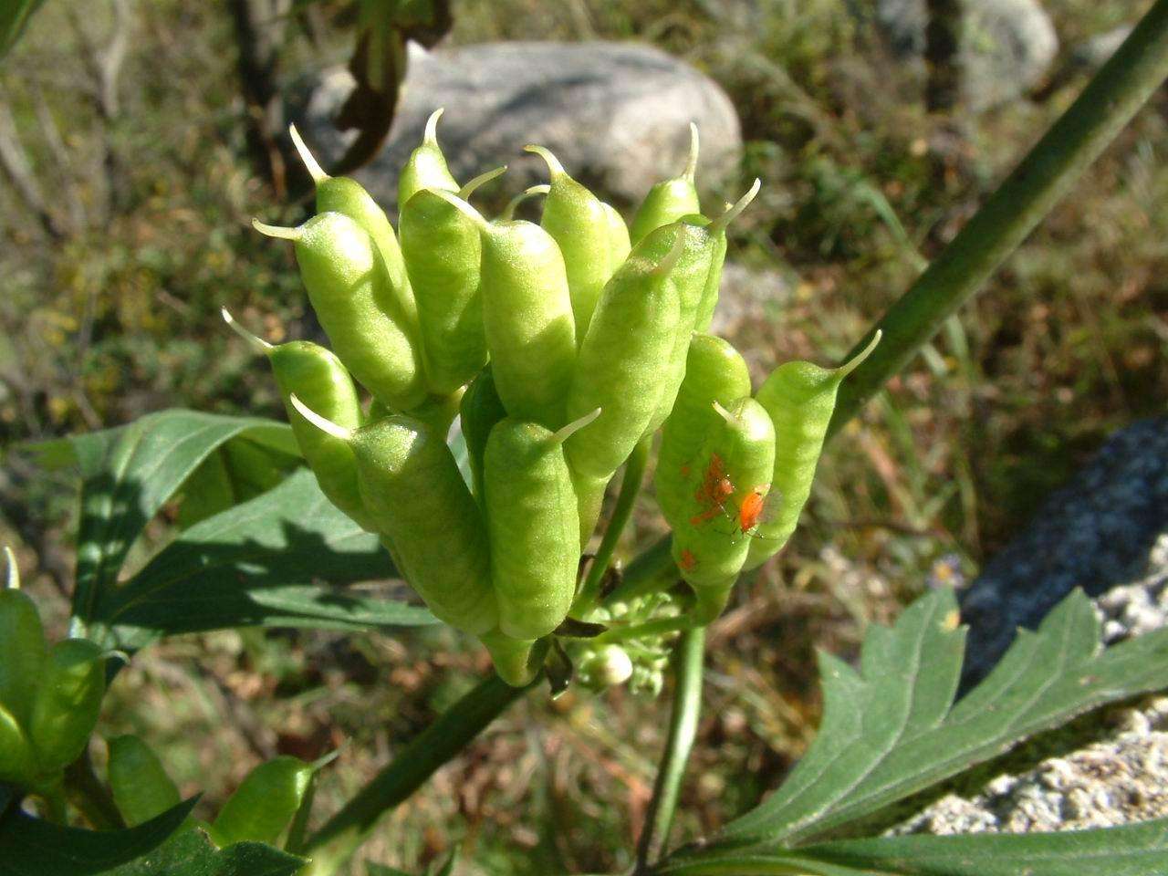 种苗- 热门商品专区