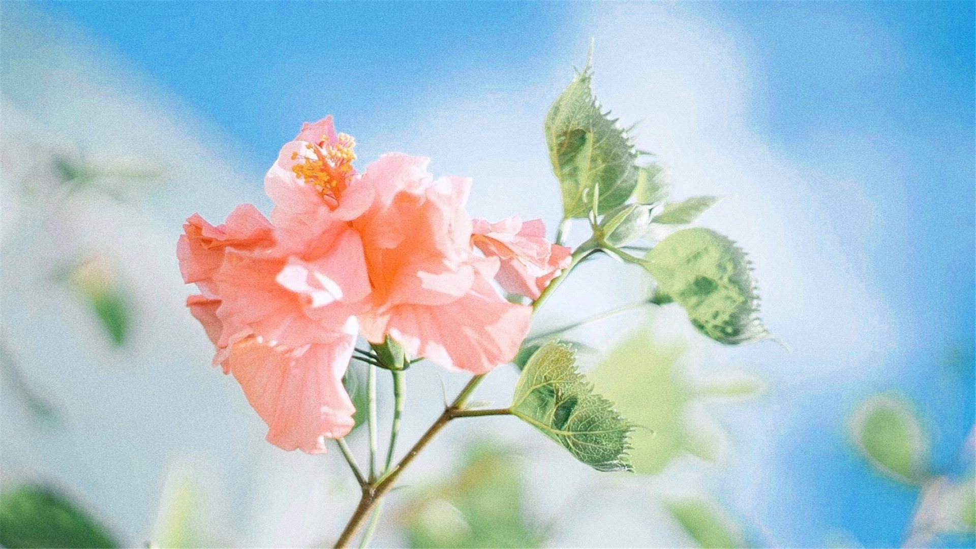 治愈系清新唯美风景自然桌面壁纸