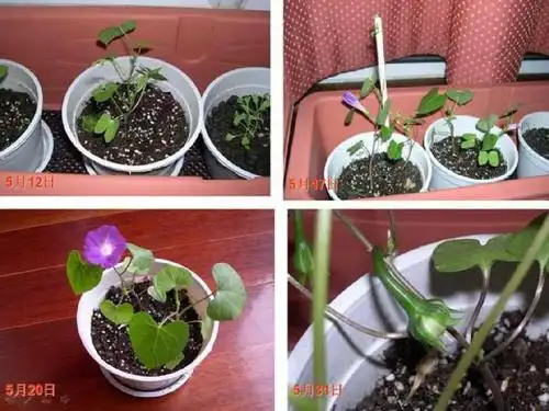 连续观察 牵牛花的生长过程3ppt