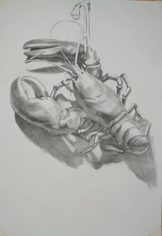 大龙虾素描练习(二)_腾讯新闻