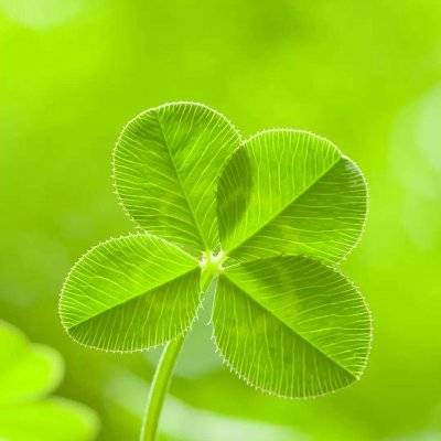 四叶草图片头像带字 - 搜狗图片搜索