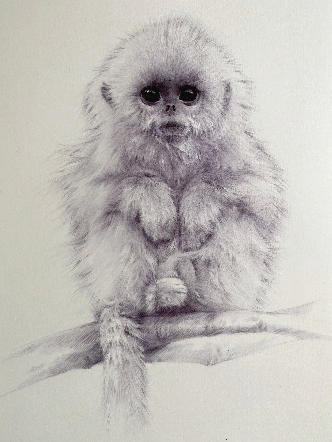 素描动物-金丝猴 及一些绘画步骤 这幅画真的画得特别不顺画了几天