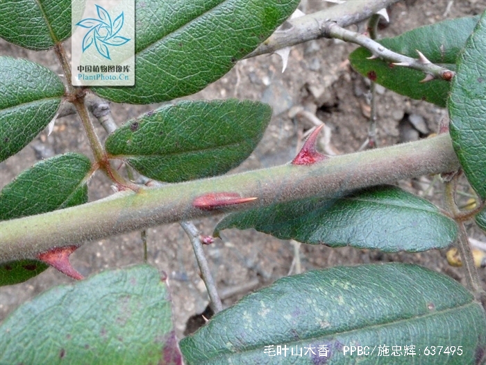 p>毛叶山木香(学名: rosa cymosa tratt. var. puberula t. t.