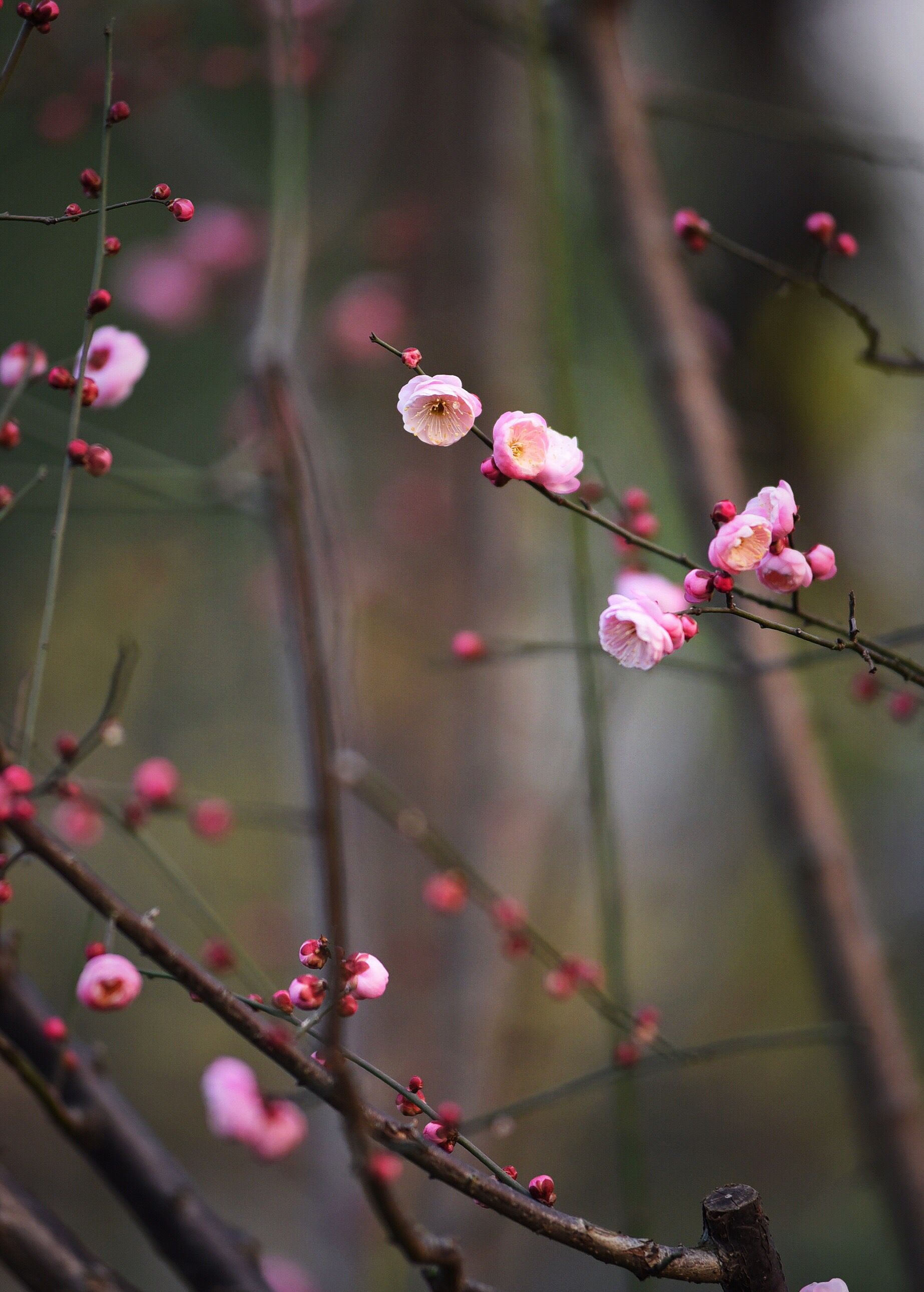 诗情画意梅花高清壁纸宝剑锋从磨砺出梅花香自苦寒来